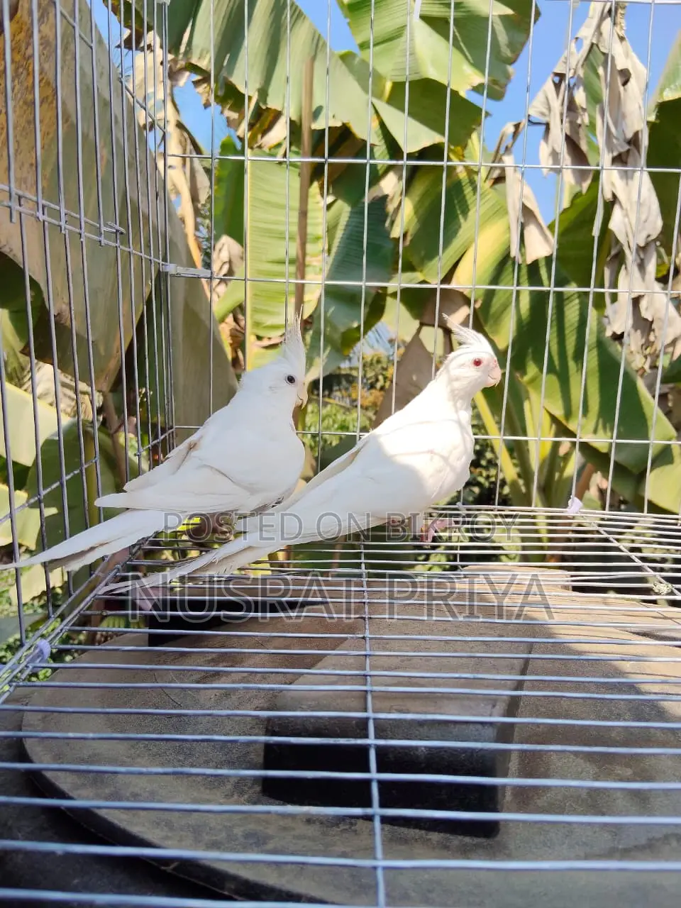 Red Eye Cockatiel