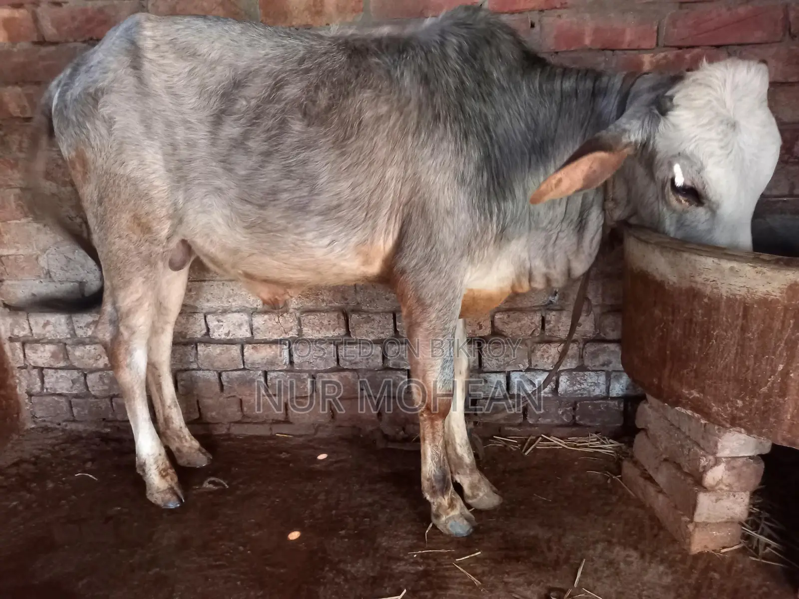10-month-old bull calf for sale.