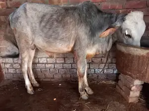 10-month-old bull calf for sale.