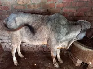 10-month-old bull calf for sale.