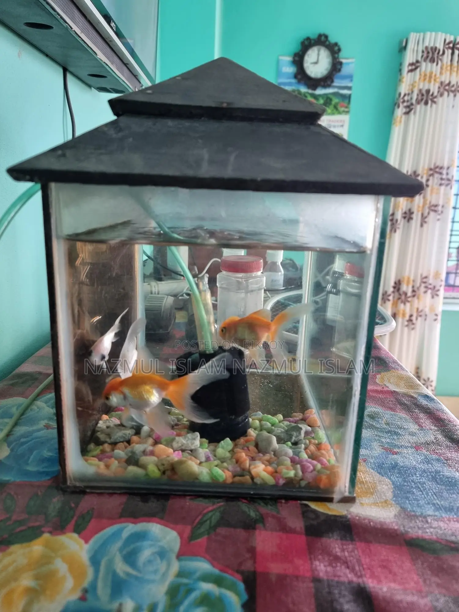 Full fresh Fish aquarium