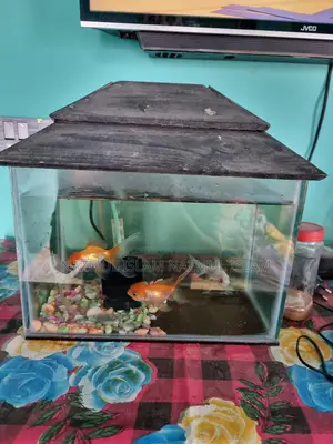 Full fresh Fish aquarium