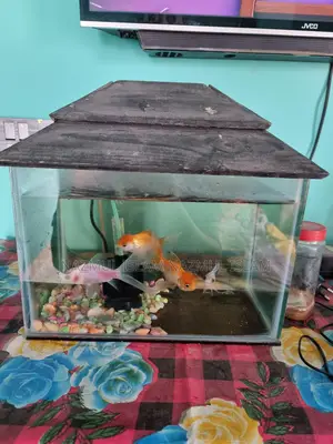 Full fresh Fish aquarium