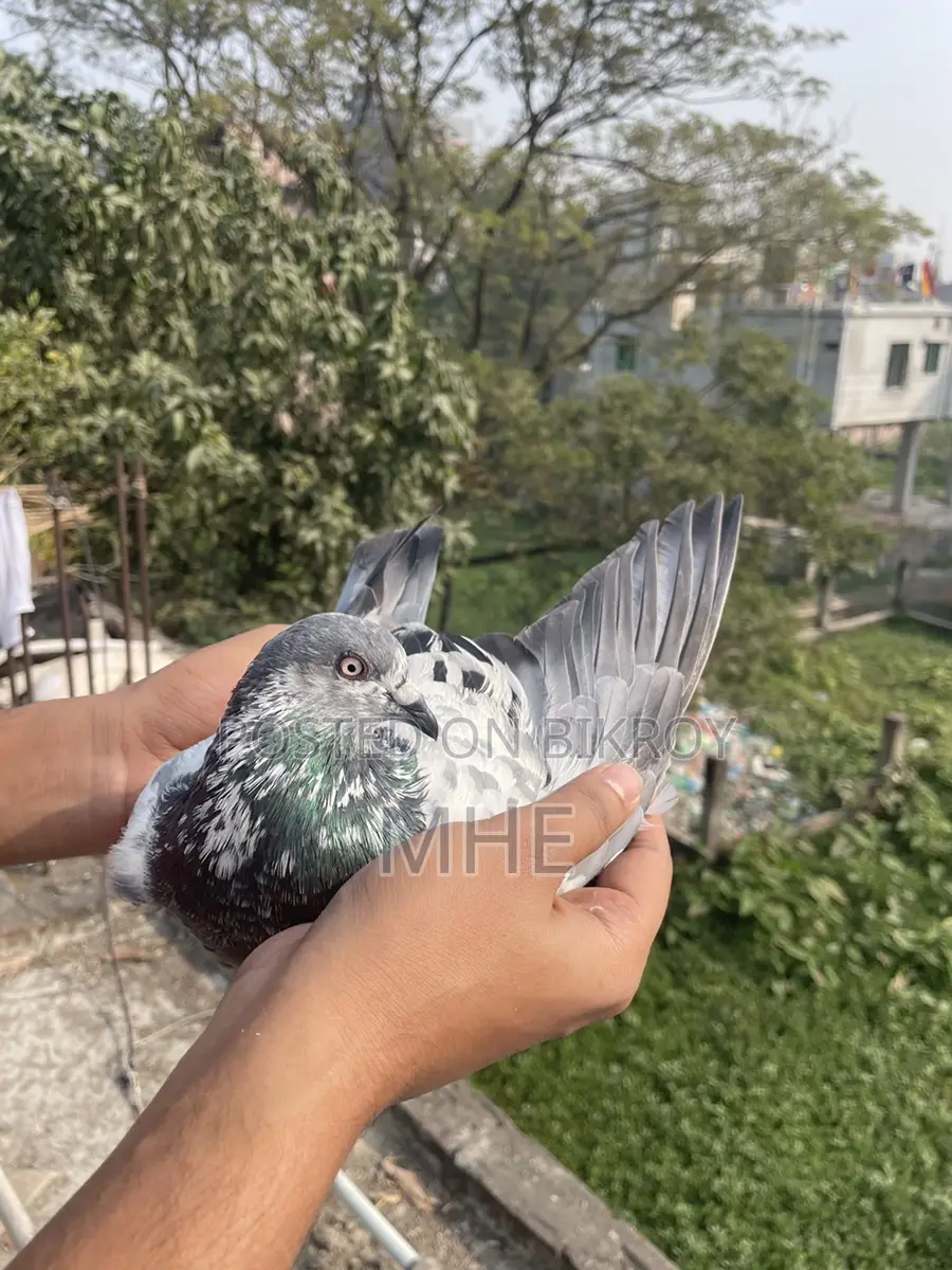 Old Breed Napta Male Pigeon (Fixed Price)
