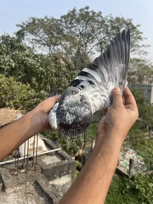 Old Breed Napta Male Pigeon (Fixed Price)