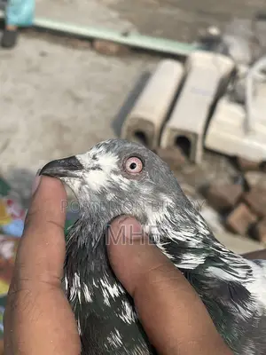 Old Breed Napta Male Pigeon (Fixed Price)