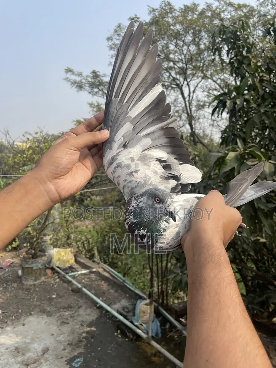 Old Breed Napta Male Pigeon (Fixed Price)