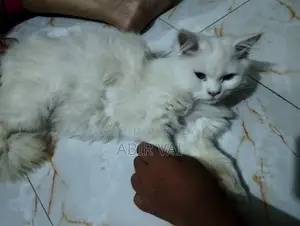 পার্শিয়ান বিড়াল
