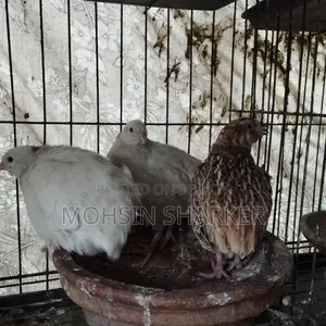 European Giant Coturnix Quail