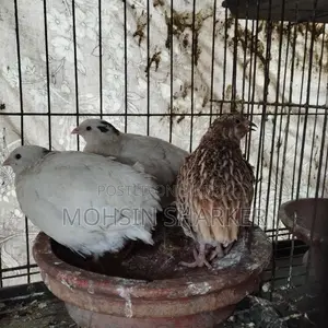 European Giant Coturnix Quail