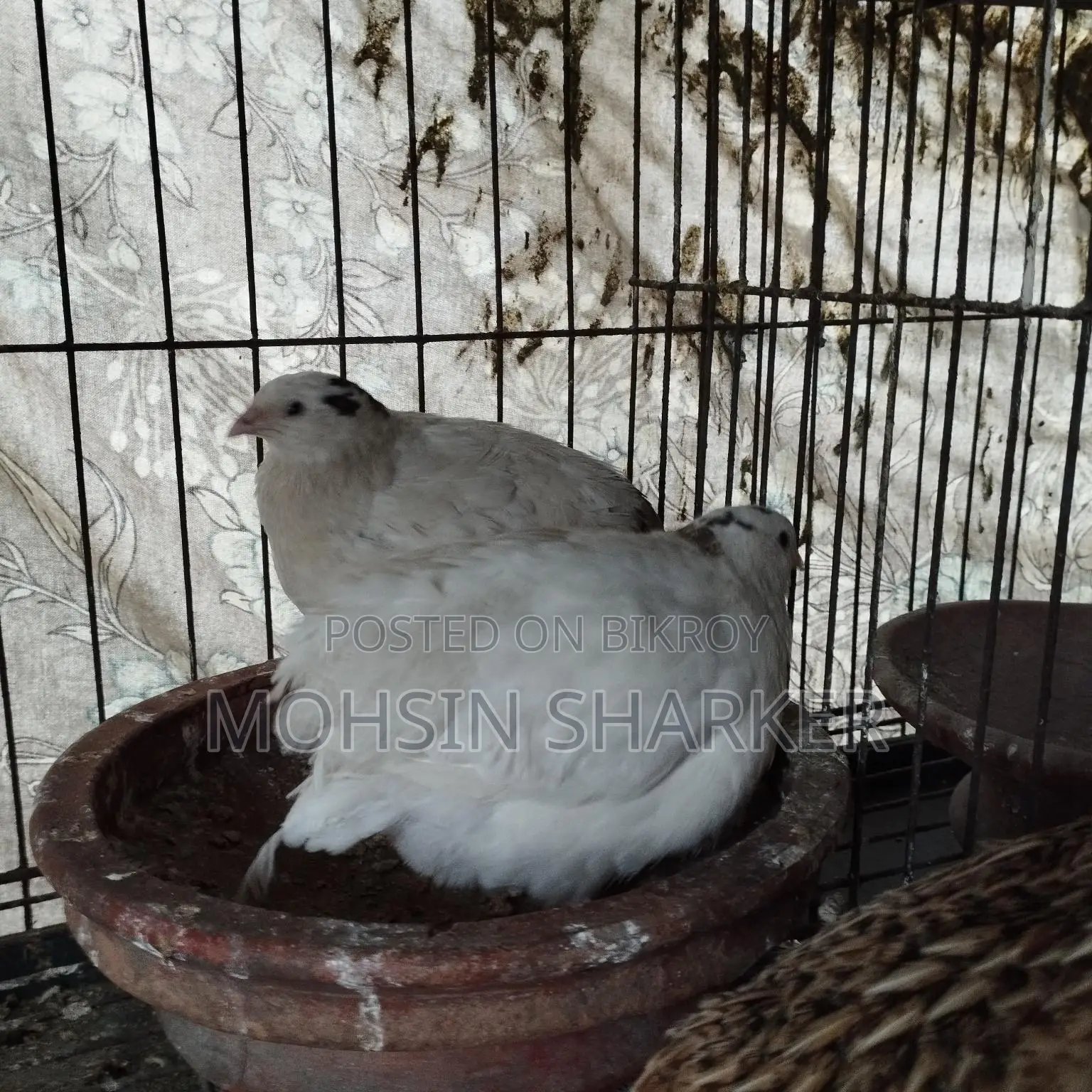 European Giant Coturnix Quail