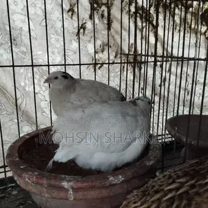 European Giant Coturnix Quail