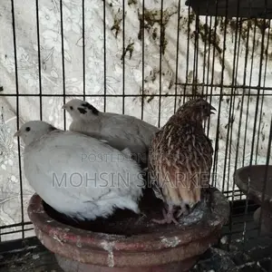 European Giant Coturnix Quail