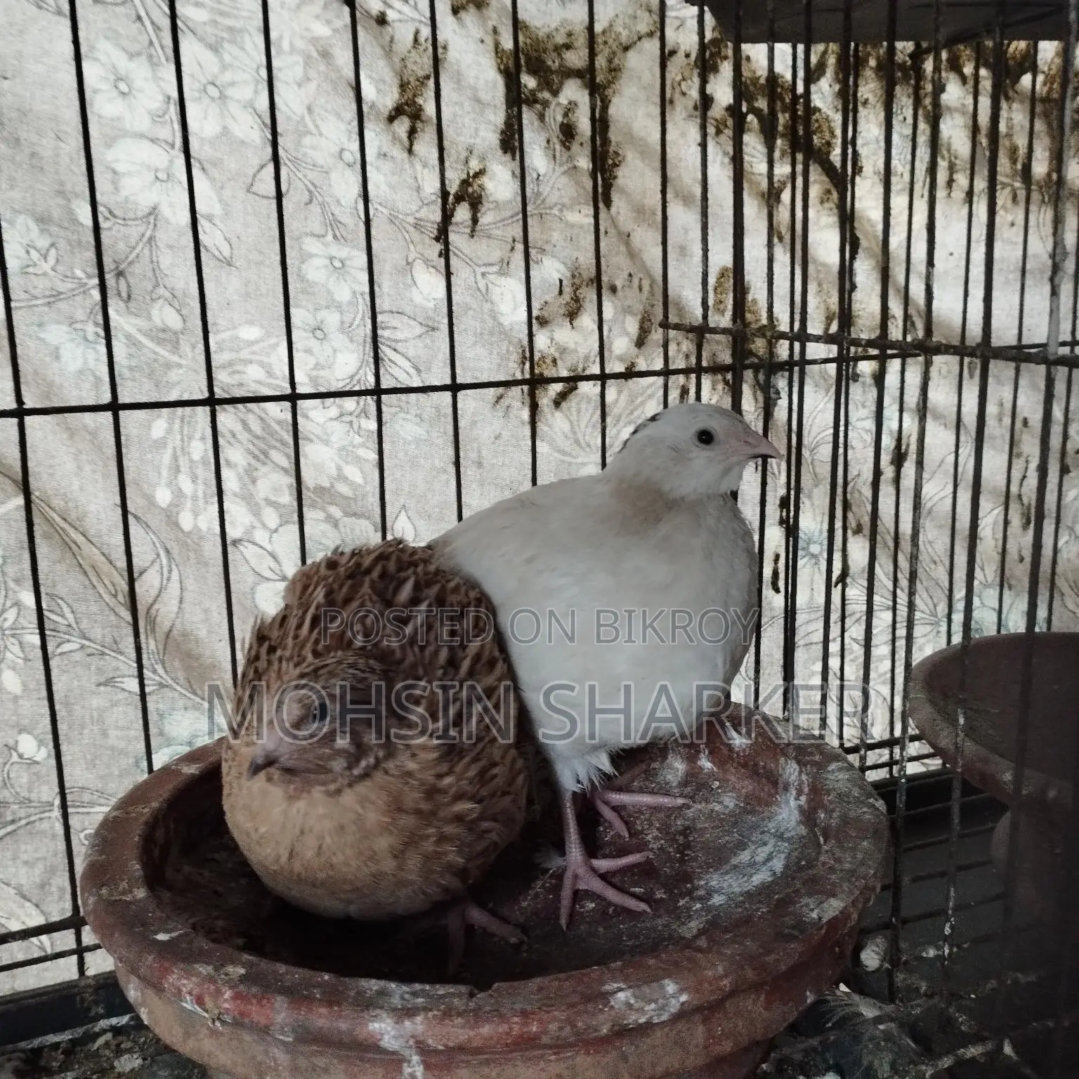 European Giant Coturnix Quail