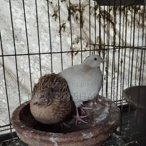 European Giant Coturnix Quail