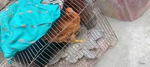 Tiger Murge