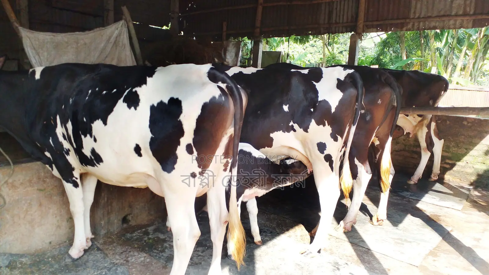 ১৯২৬নং উন্নত জাতের ৪টি গাভী বিক্রয় হবে।