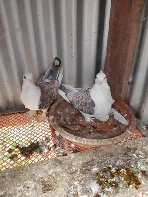 Racing Pigeon