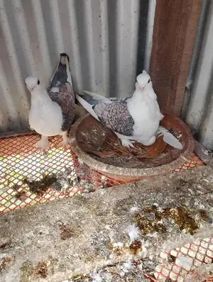 Racing Pigeon