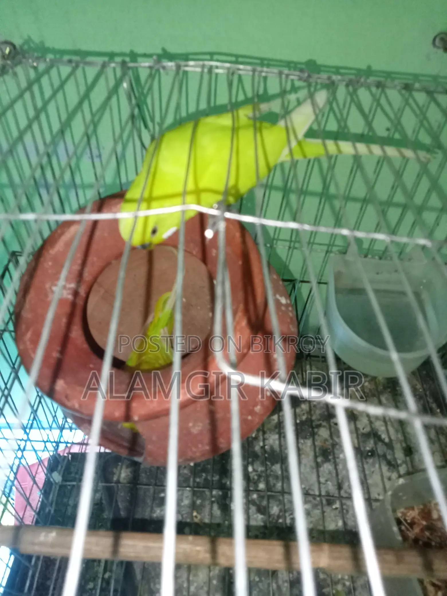 Bazigor