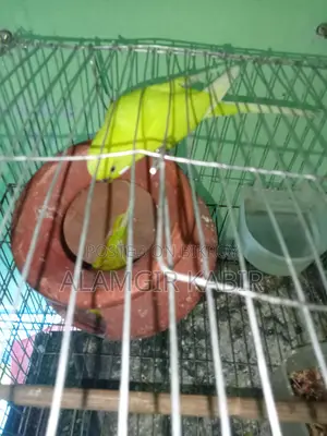 Bazigor