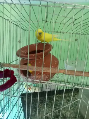 Bazigor