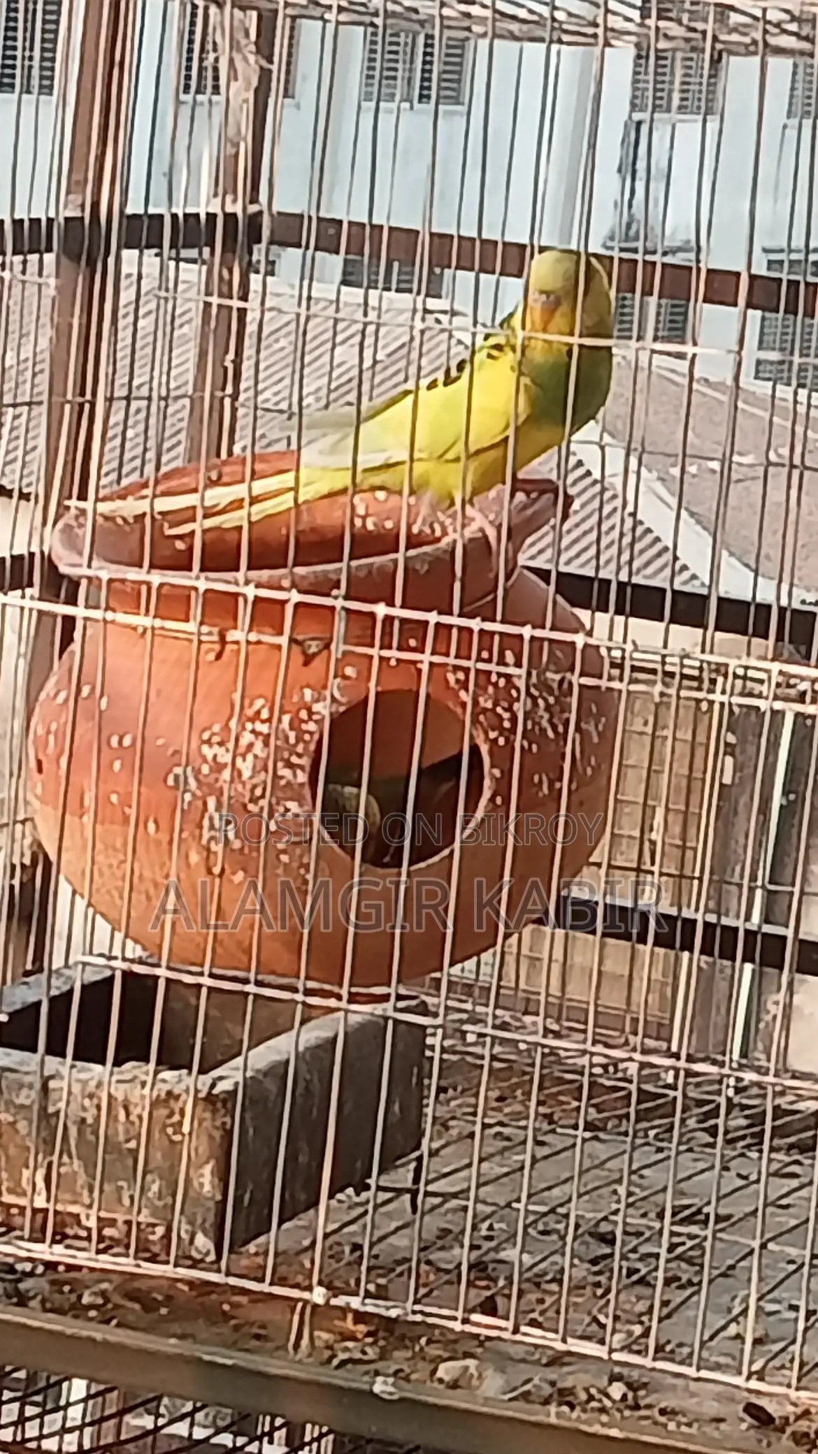 Bazigor