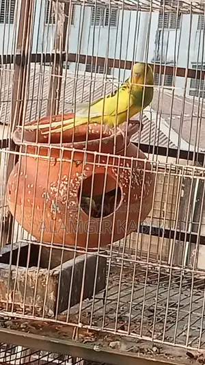 Bazigor