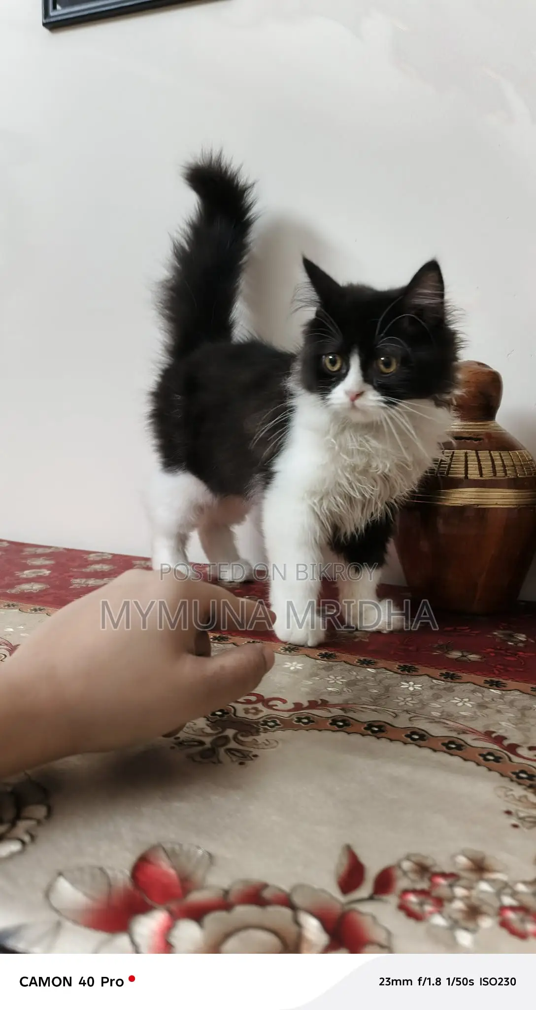Pure Persian Male Cat for Sale