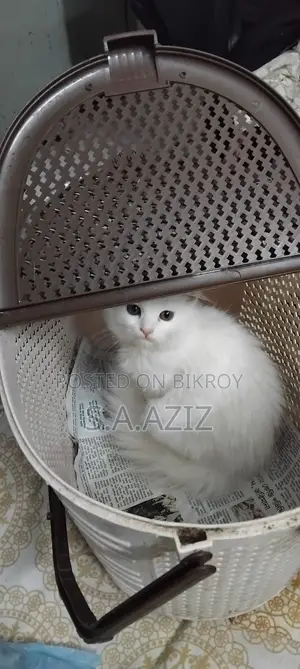 মিক্সড ব্রিড পার্সিয়ান বিড়ালছানা