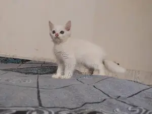 মিক্সড ব্রিড পার্সিয়ান বিড়ালছানা