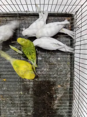 Budgerigar Birds