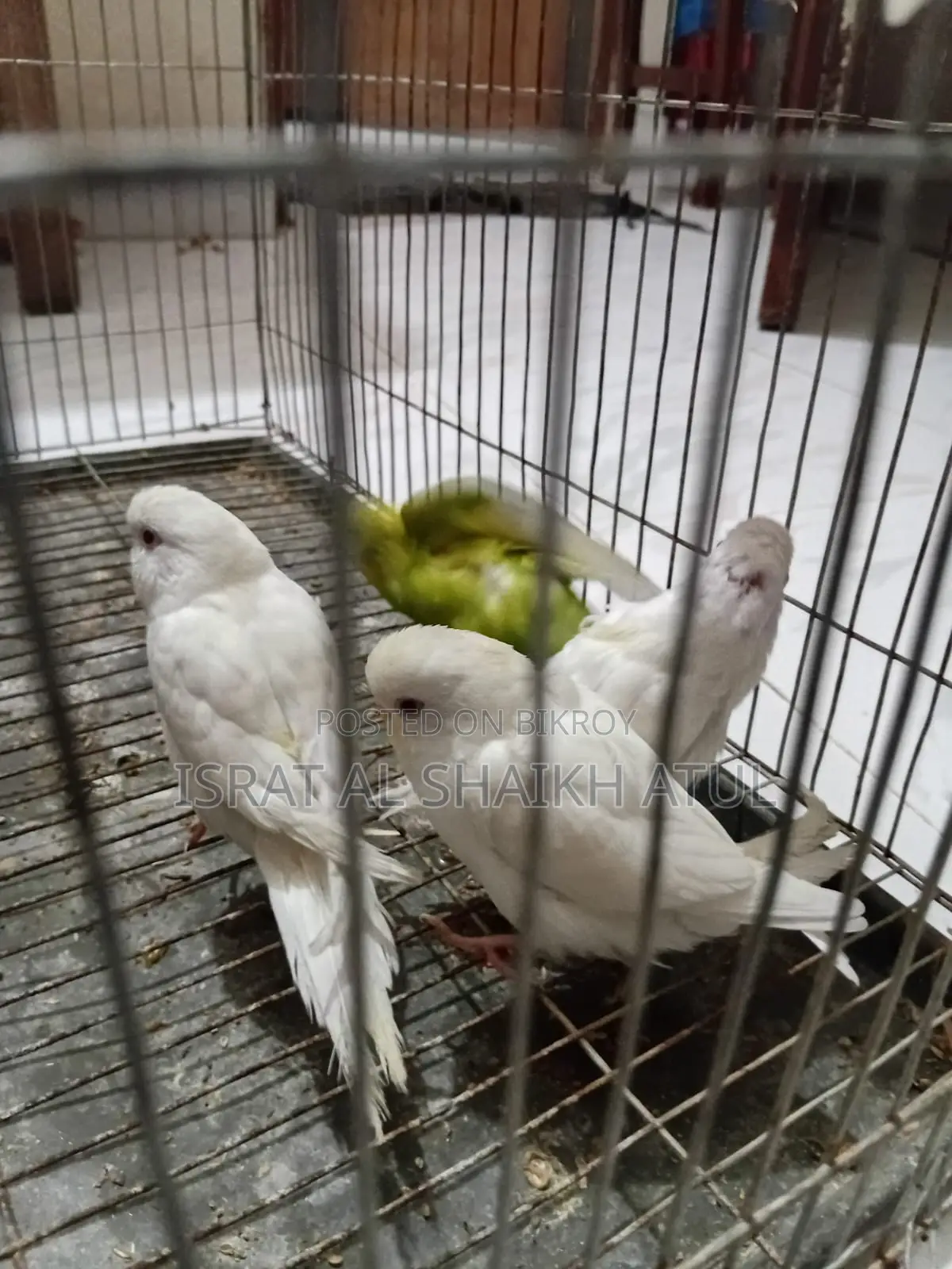 Budgerigar Birds