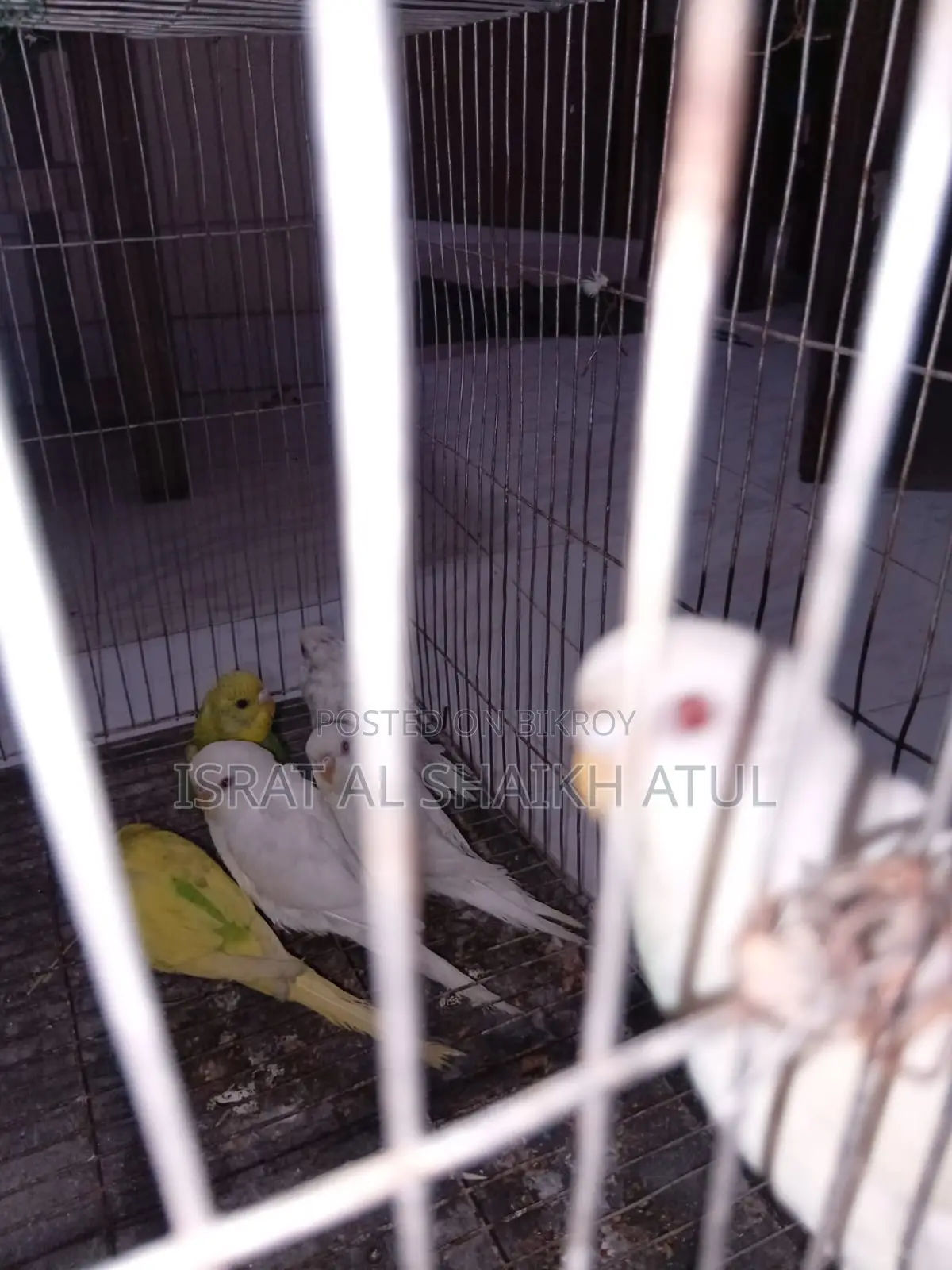 Budgerigar Birds