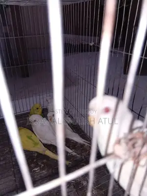 Budgerigar Birds