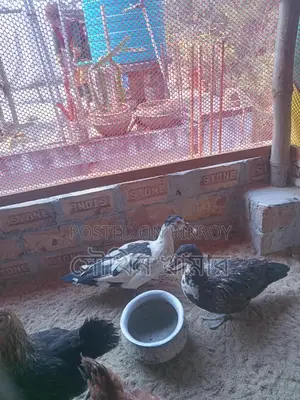 Chinese Ducks for Sale