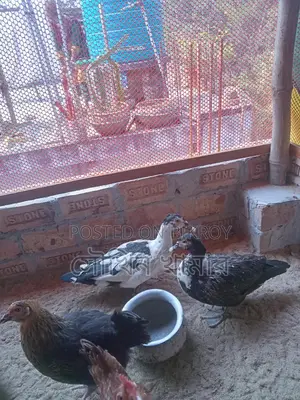 Chinese Ducks for Sale