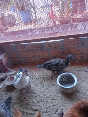Chinese Ducks for Sale