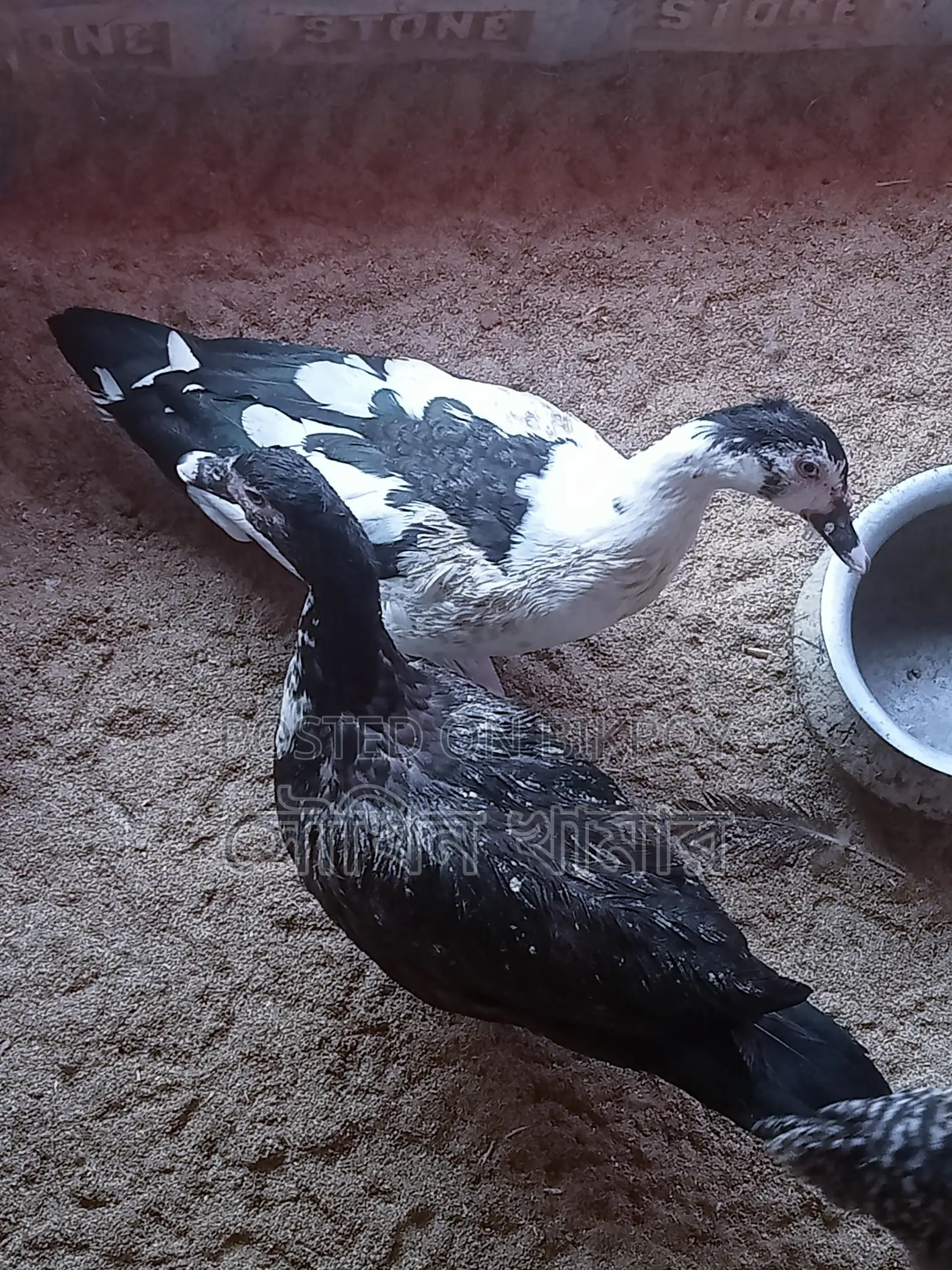 Chinese Ducks for Sale