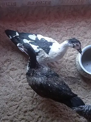 Chinese Ducks for Sale