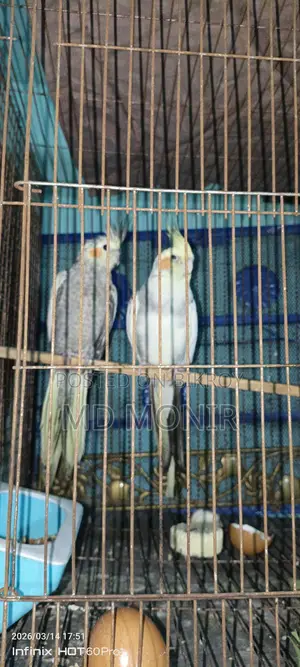 Running Cockatiel Breeding Pair