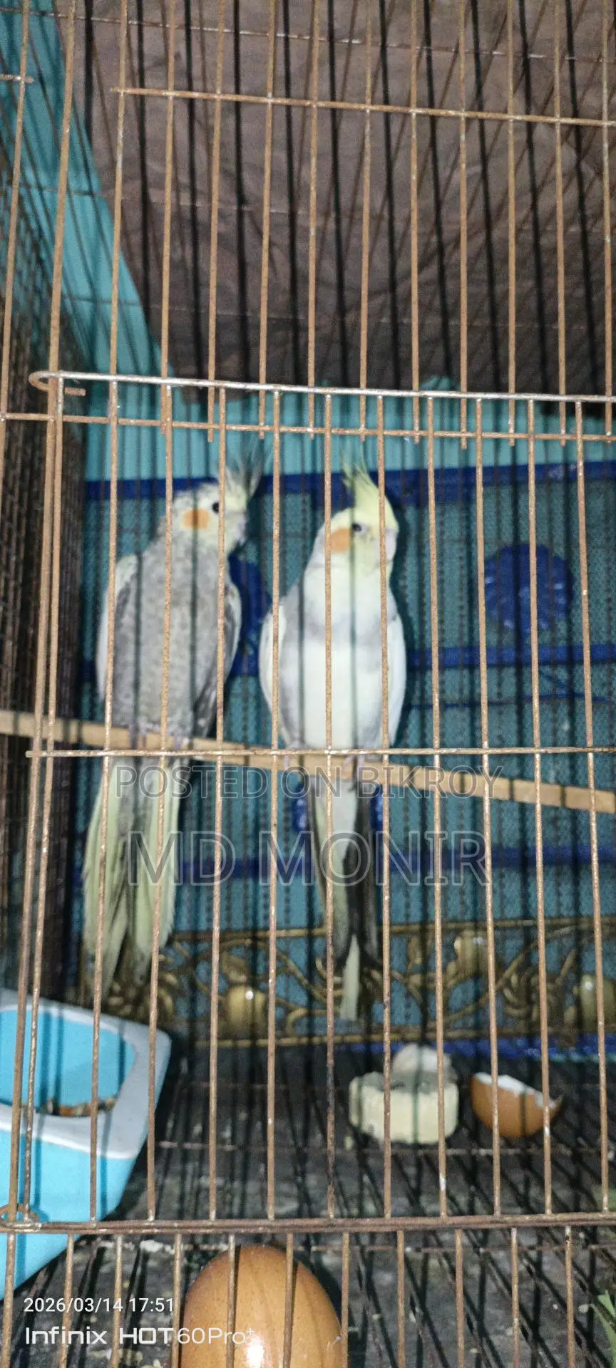 Running Cockatiel Breeding Pair