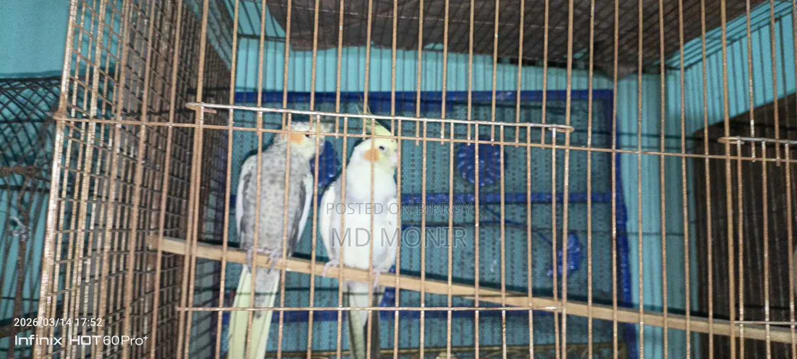 Running Cockatiel Breeding Pair