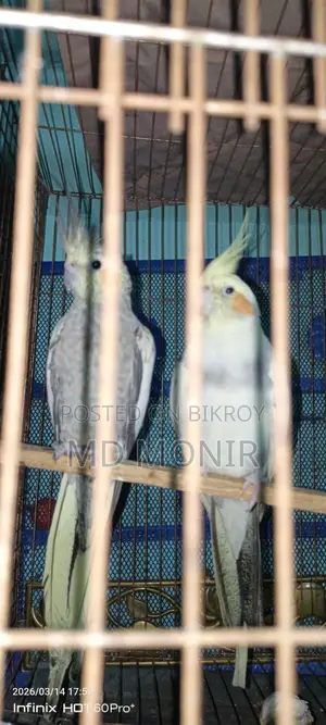 Running Cockatiel Breeding Pair