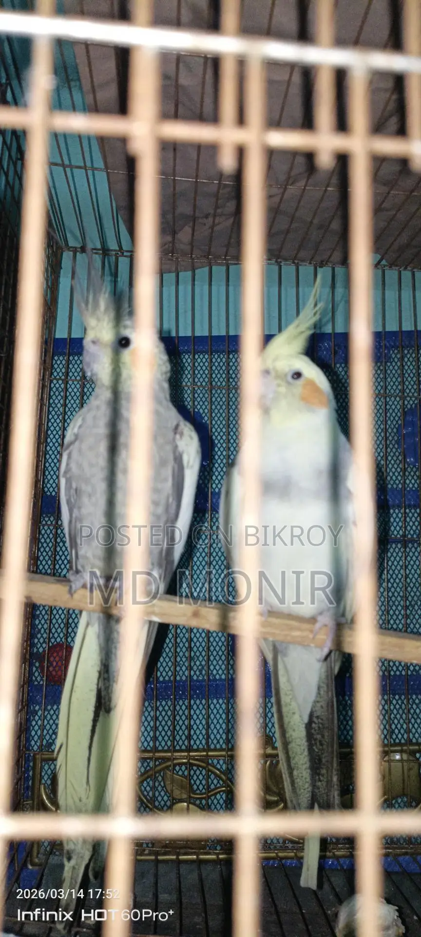 Running Cockatiel Breeding Pair