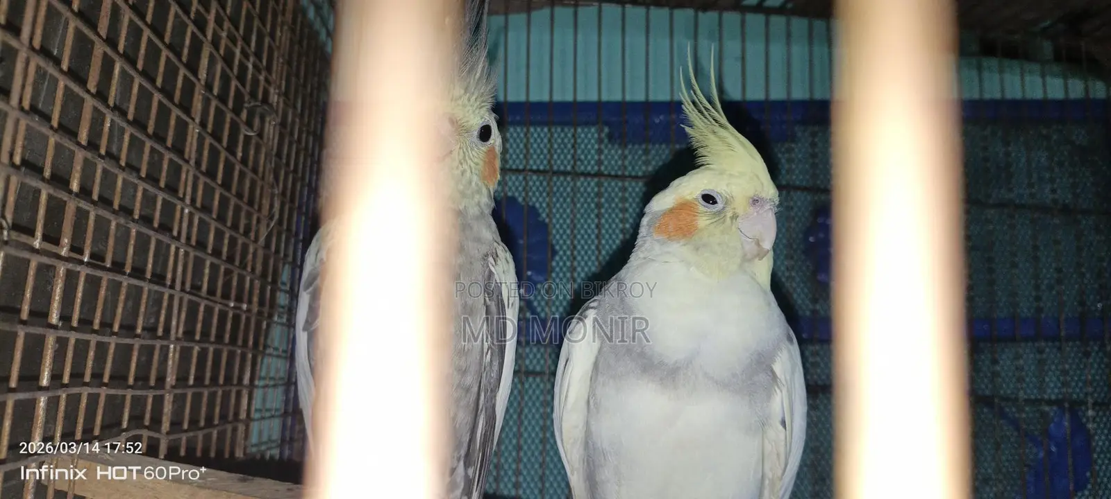 Running Cockatiel Breeding Pair