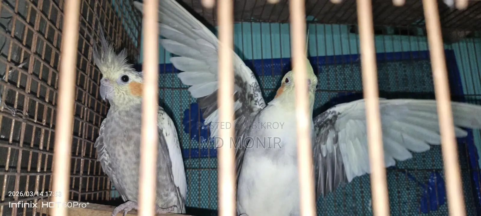 Running Cockatiel Breeding Pair