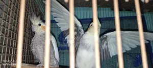 Running Cockatiel Breeding Pair