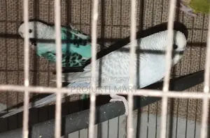 Running Budgie Birds