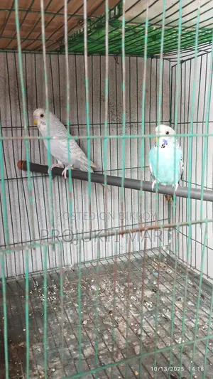 Running Budgie Birds